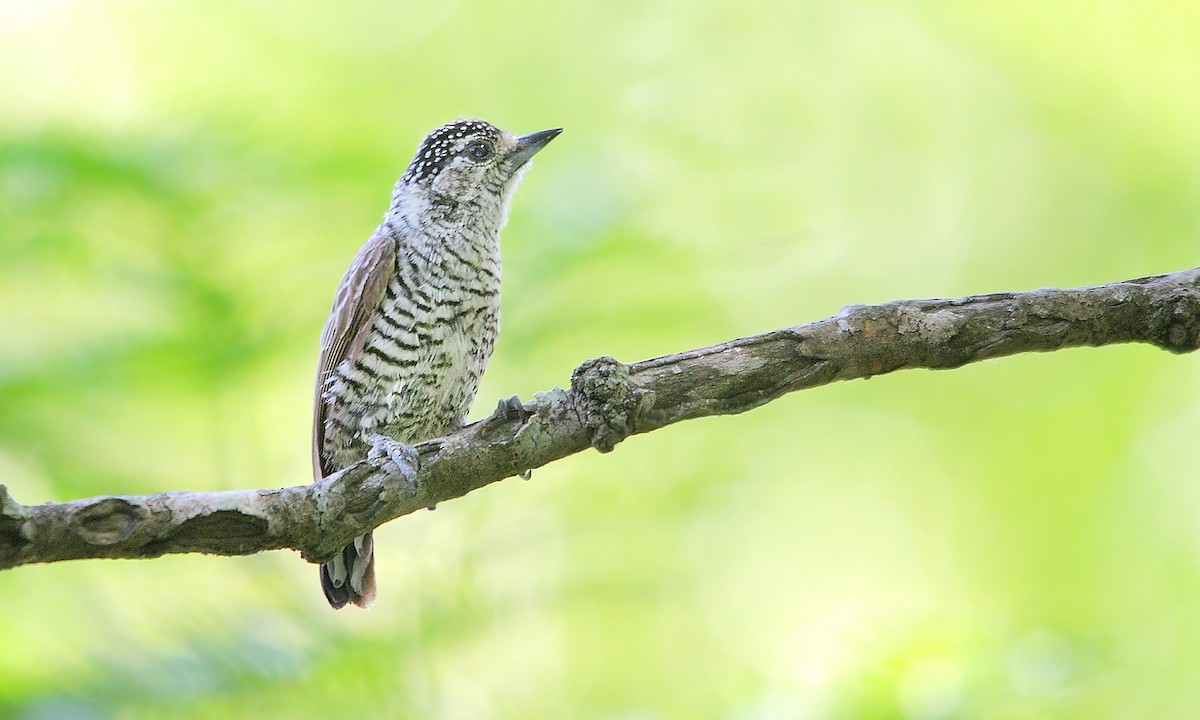 White-barred Piculet - Adrián Braidotti