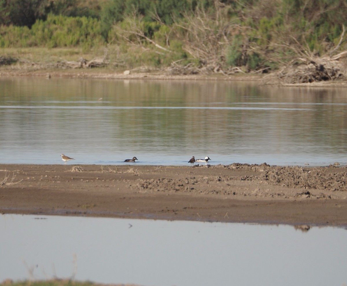 Bufflehead - ML619303049