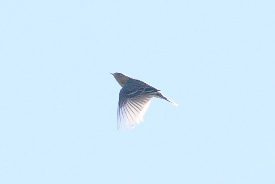 Tree Pipit - ML619303056
