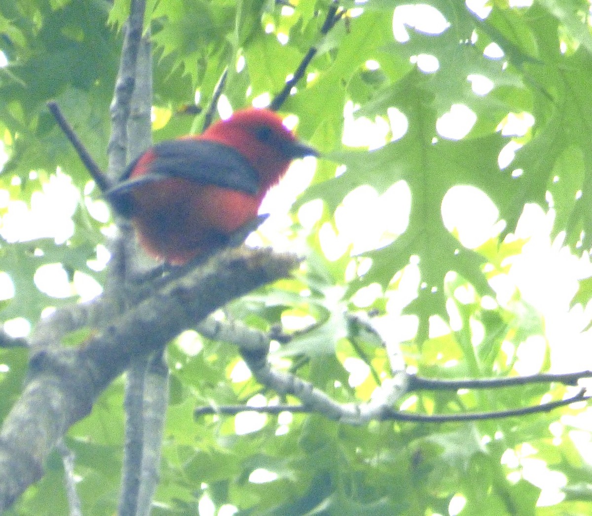 Scarlet Tanager - ML619303058