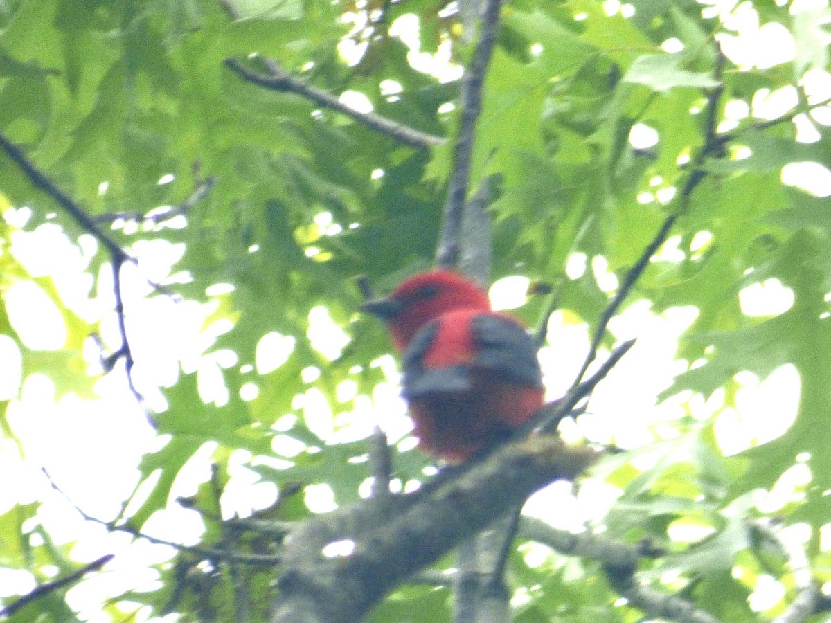 Scarlet Tanager - ML619303059