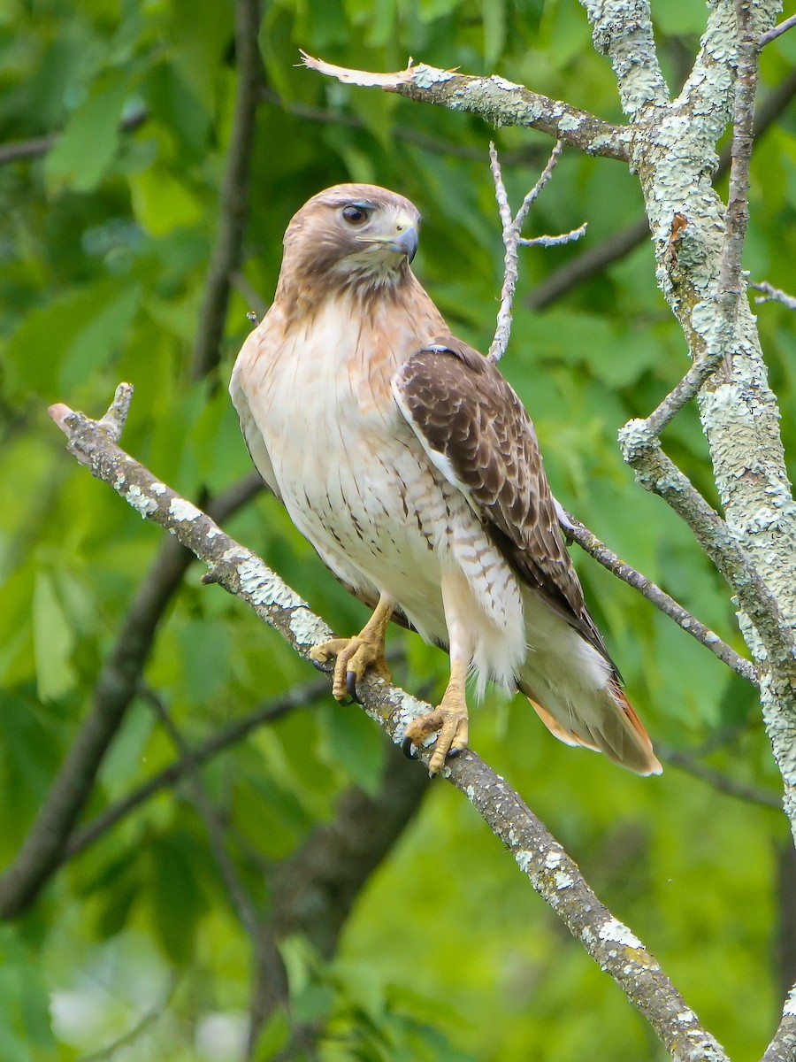 Red-tailed Hawk - ML619303072