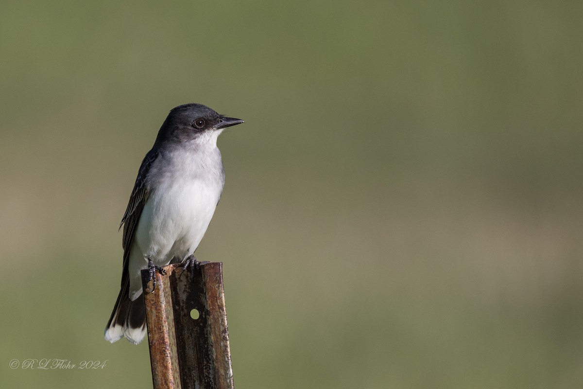 Eastern Kingbird - ML619303073