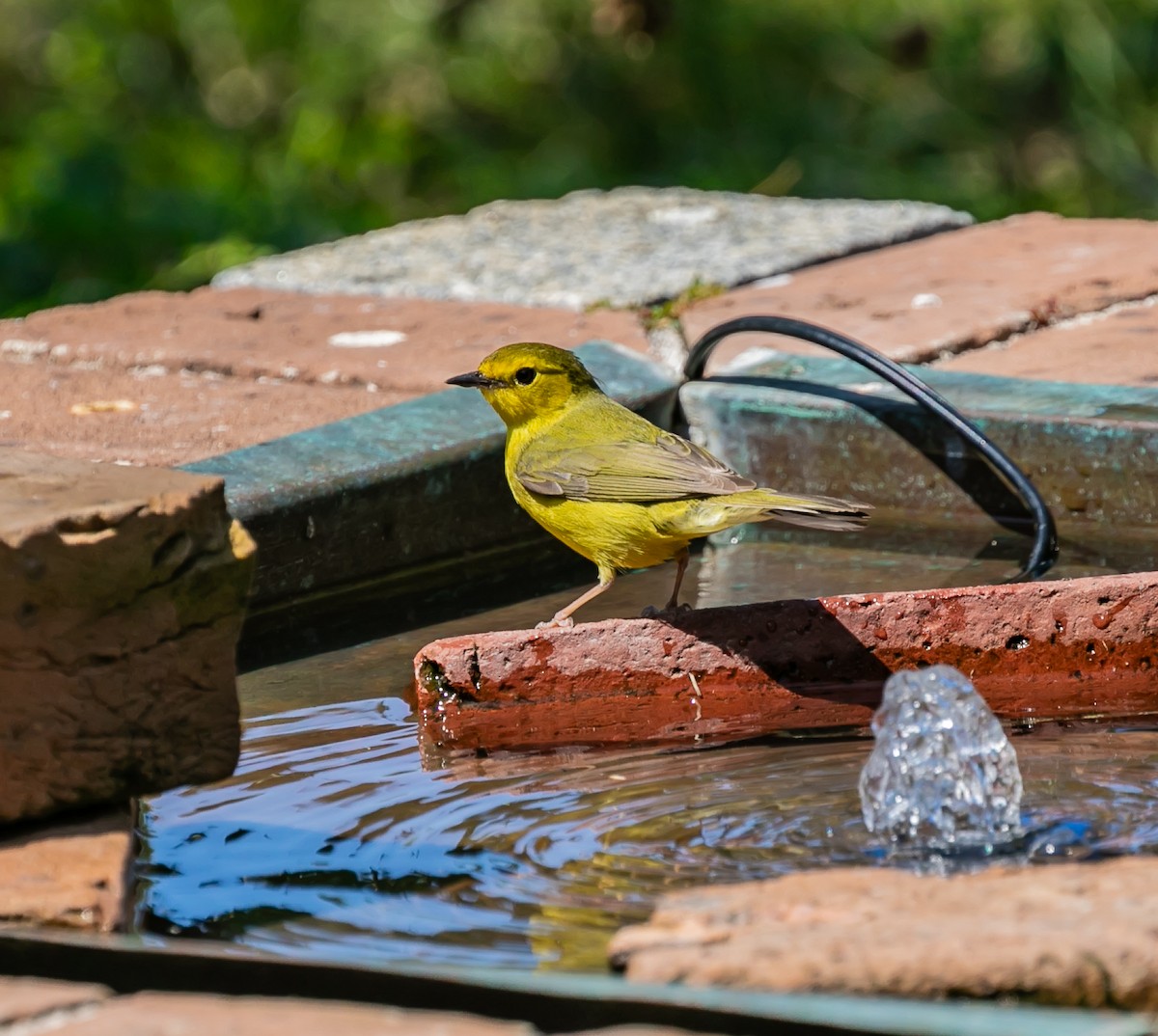 Hooded Warbler - ML619303086