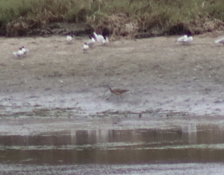 Long-billed Curlew - Erick Masias