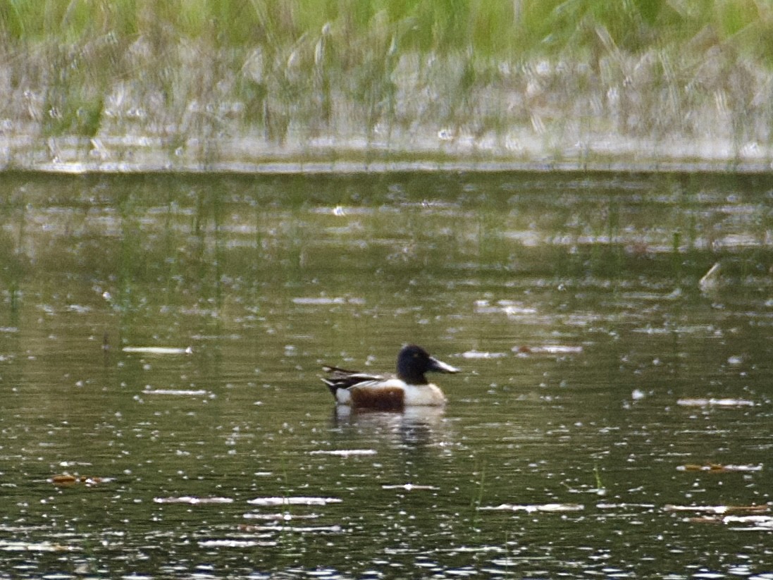 Northern Shoveler - ML619303092