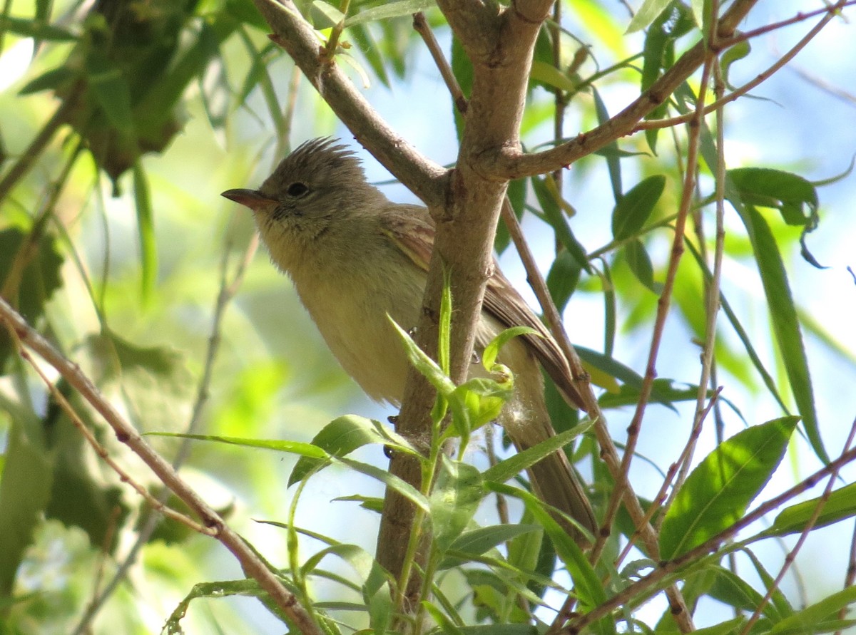 Northern Beardless-Tyrannulet - ML619303102