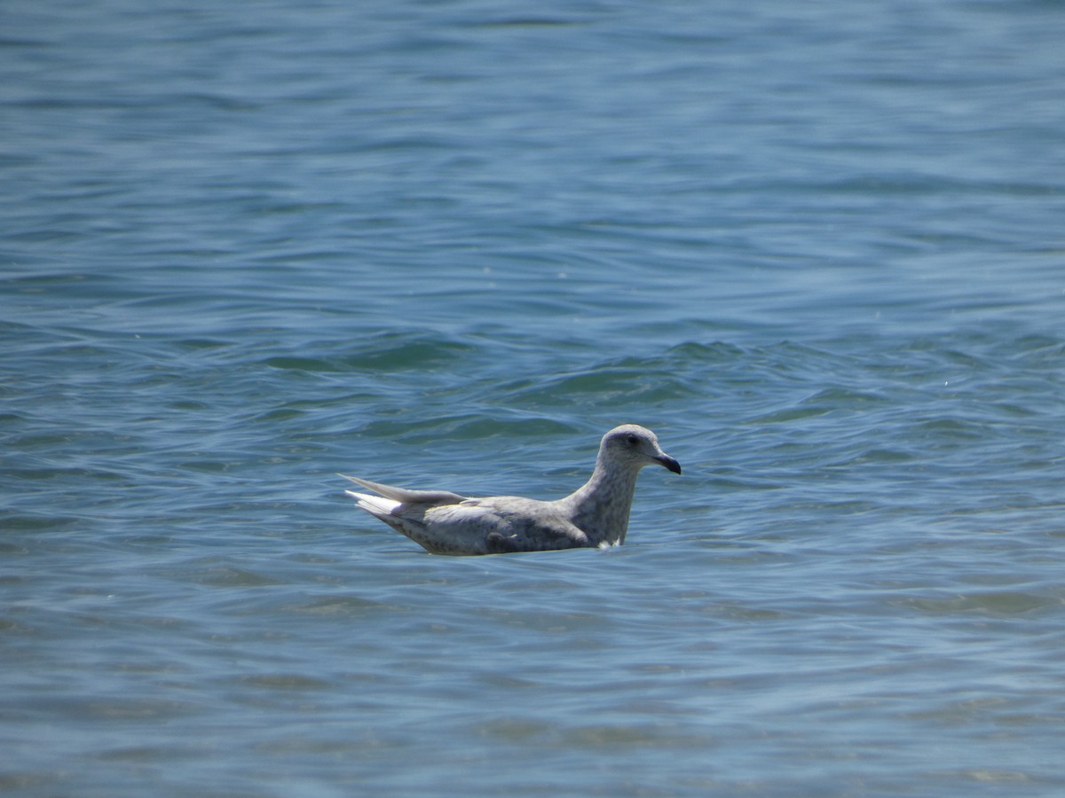 Iceland Gull - Derek Sallmann