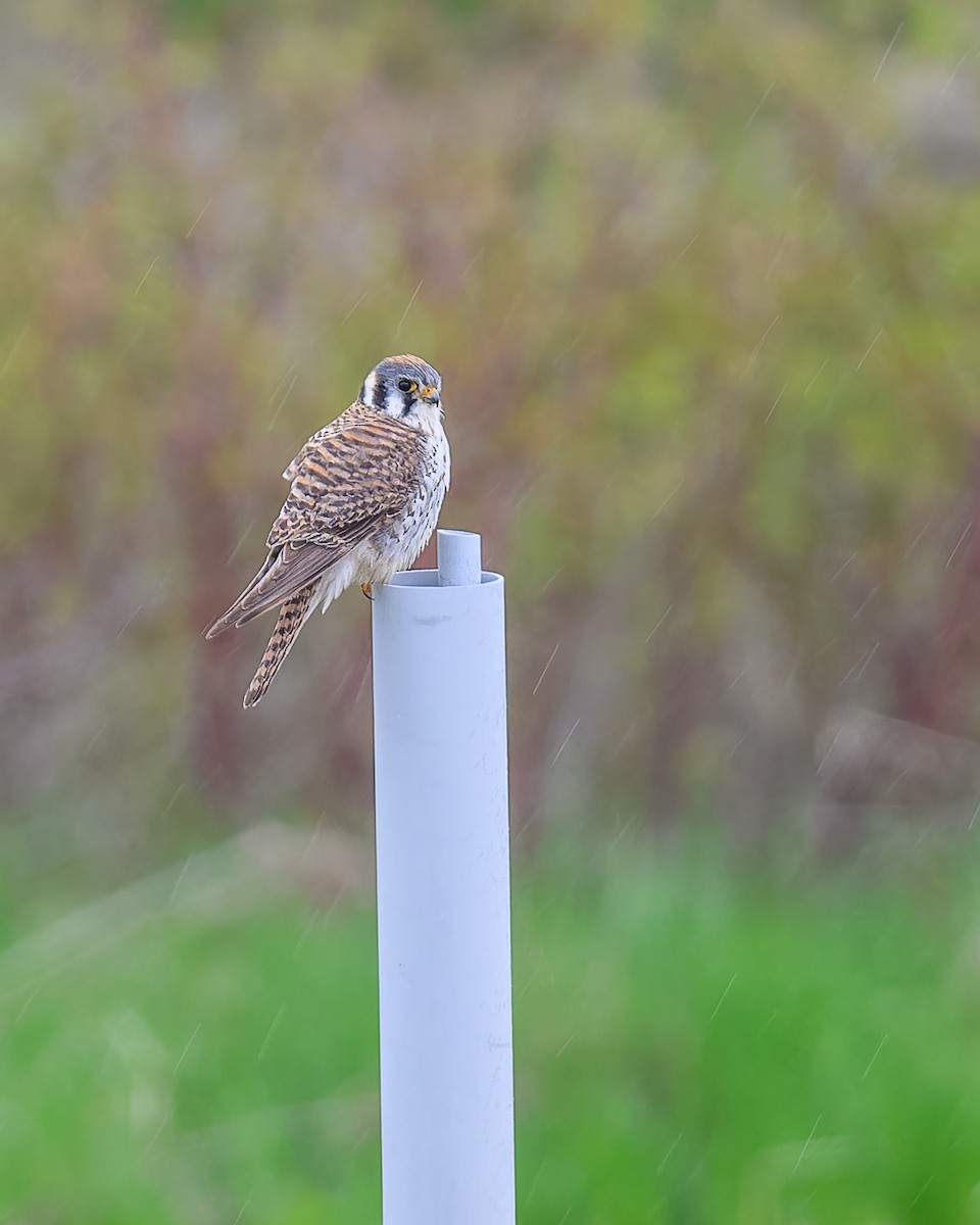 American Kestrel - Simon Villeneuve