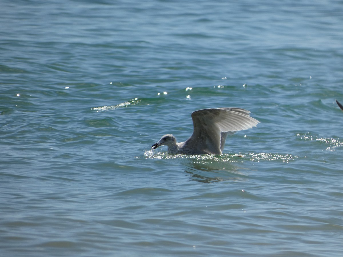 Gaviota Groenlandesa - ML619303123