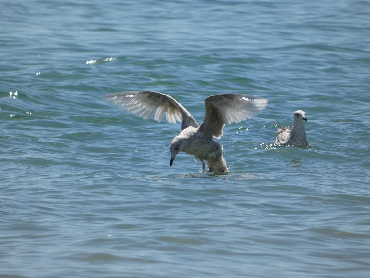 Gaviota Groenlandesa - ML619303124