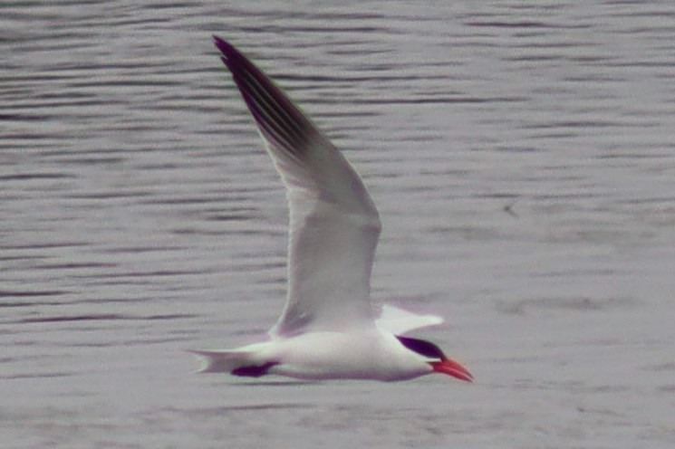 Caspian Tern - Erick Masias