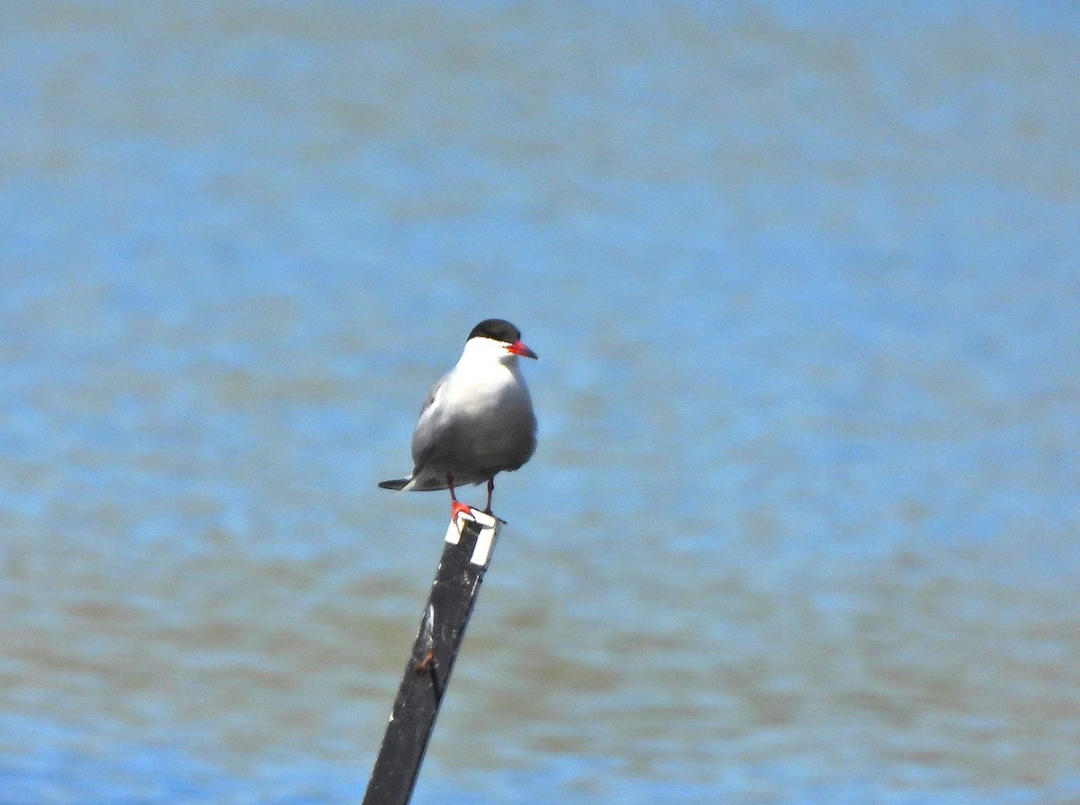 Common Tern - Anonymous