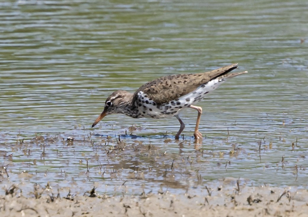 Spotted Sandpiper - Robert Bochenek