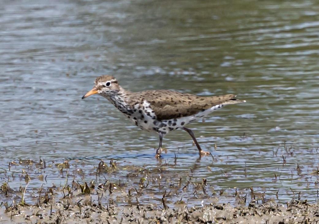 Spotted Sandpiper - Robert Bochenek