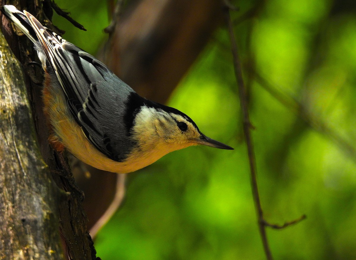 White-breasted Nuthatch - Anonymous