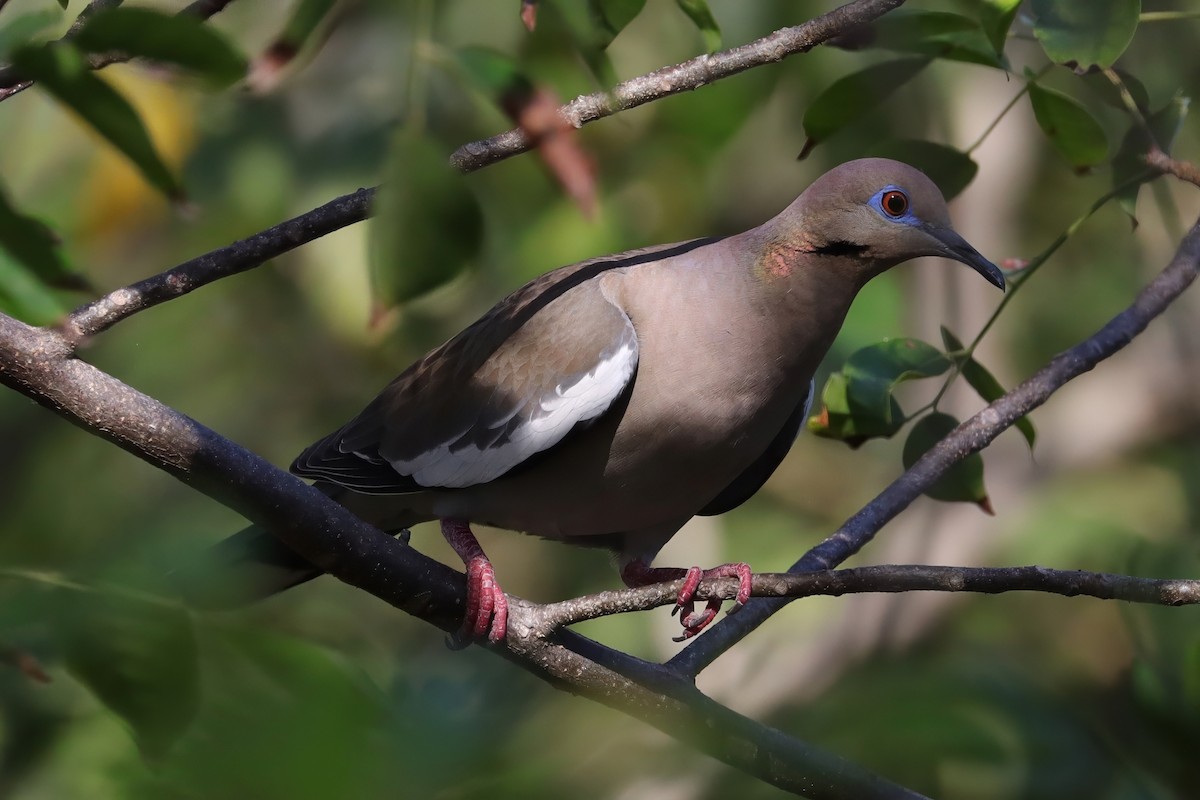 White-winged Dove - Cathy McNeil