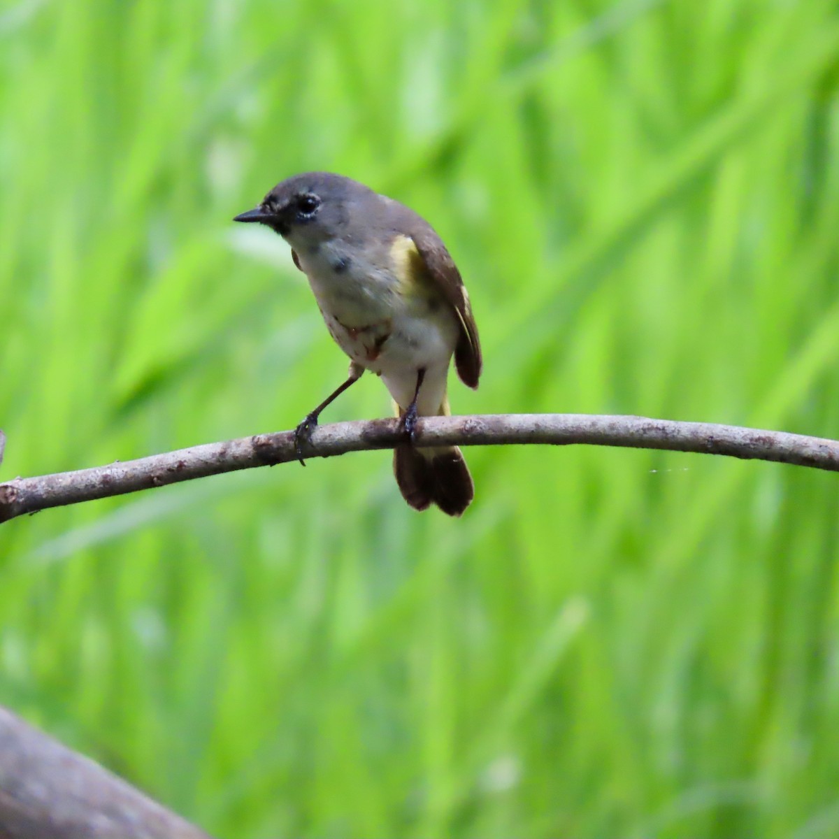 American Redstart - Jocelyn K