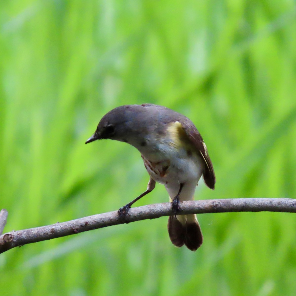 American Redstart - Jocelyn K