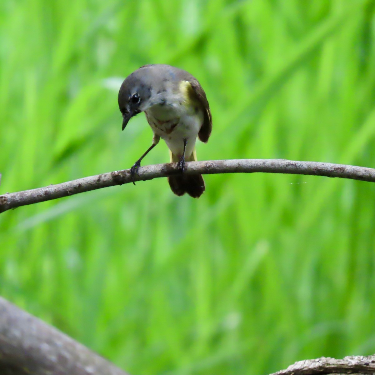 American Redstart - Jocelyn K