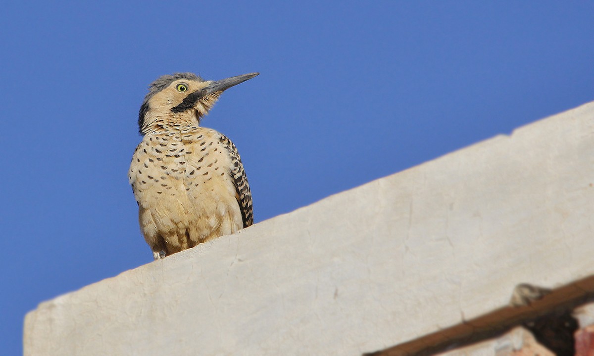 Andean Flicker - Adrián Braidotti