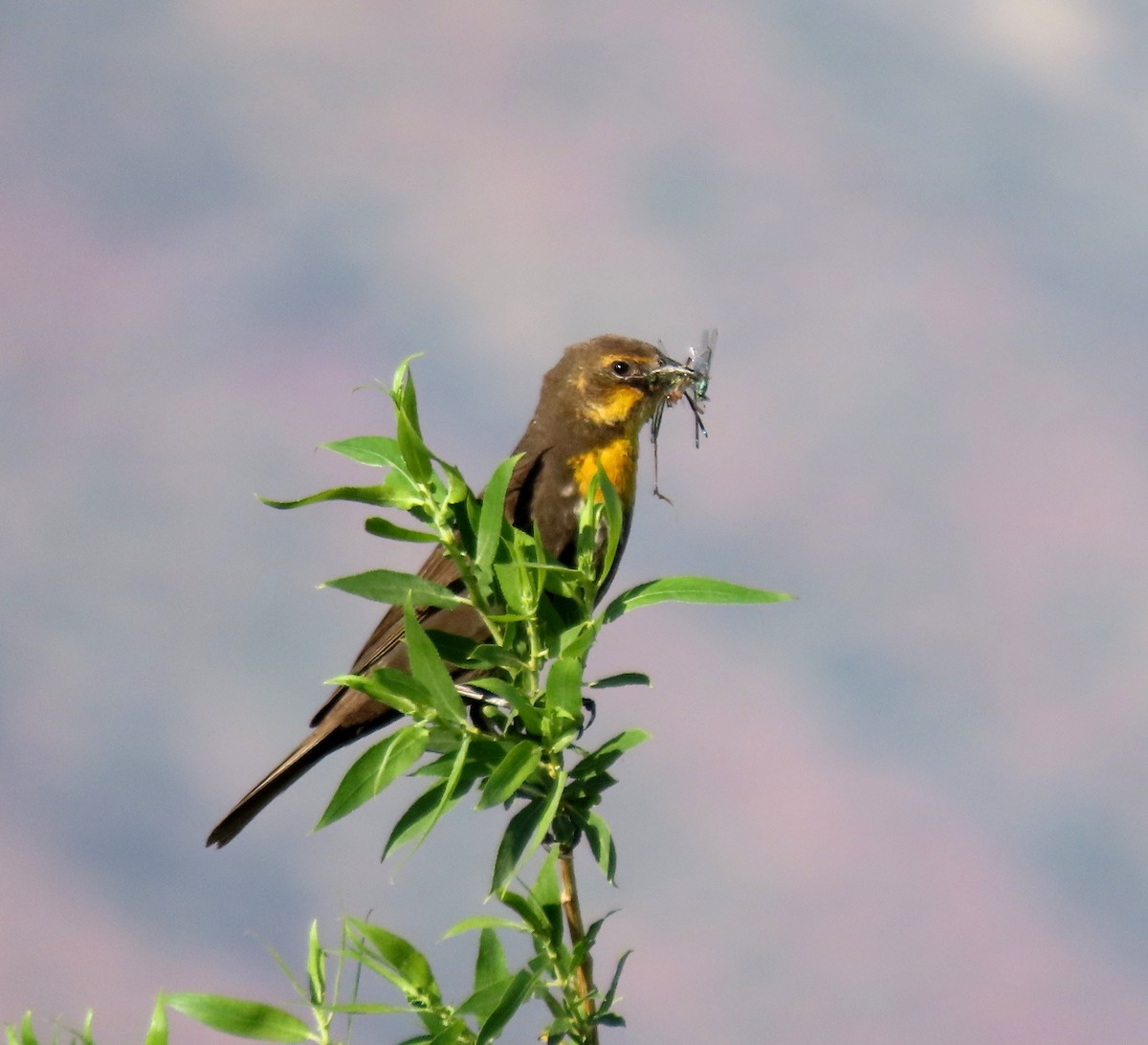 Yellow-headed Blackbird - Ruth Gravance