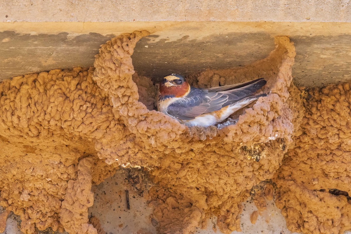 Cliff Swallow - Diane Hoy