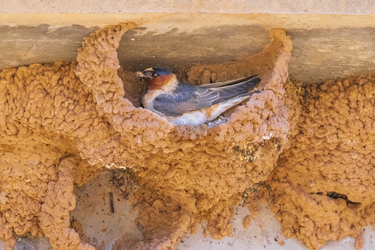 Cliff Swallow - Diane Hoy