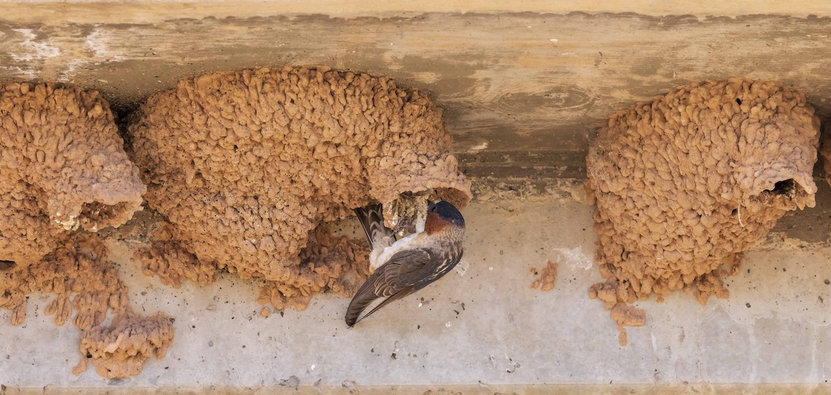 Cliff Swallow - Diane Hoy