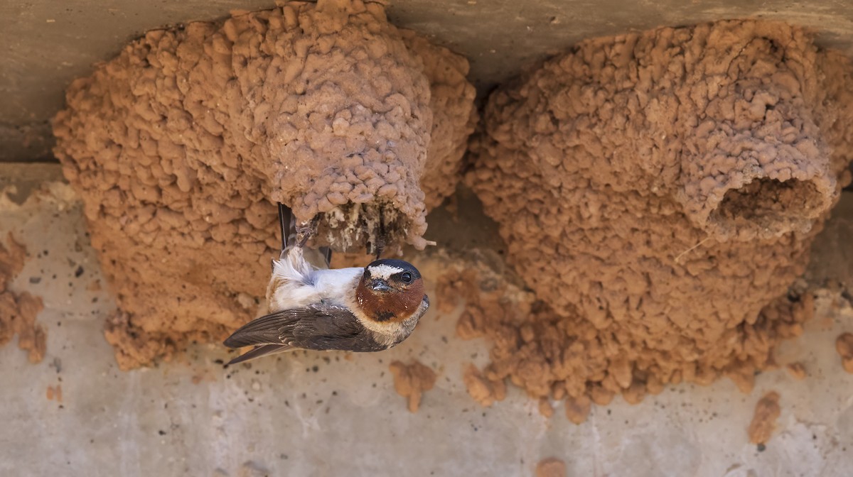 Cliff Swallow - Diane Hoy