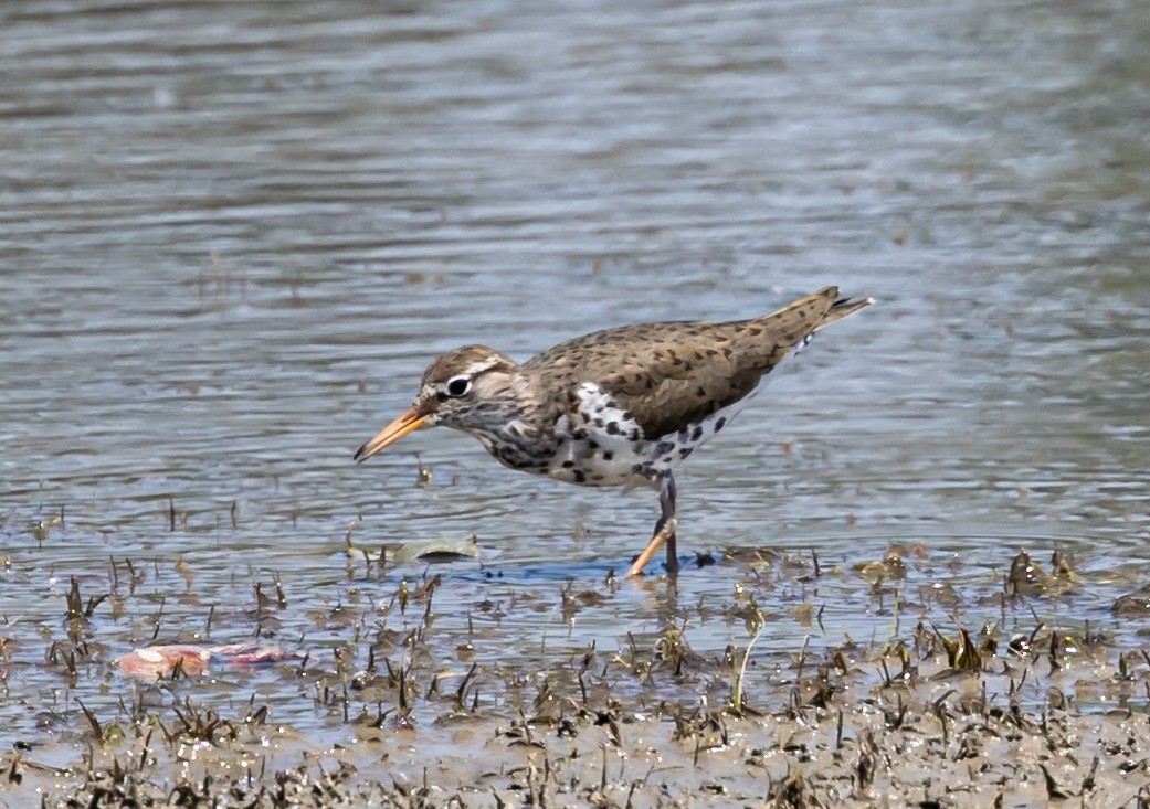 Spotted Sandpiper - Robert Bochenek