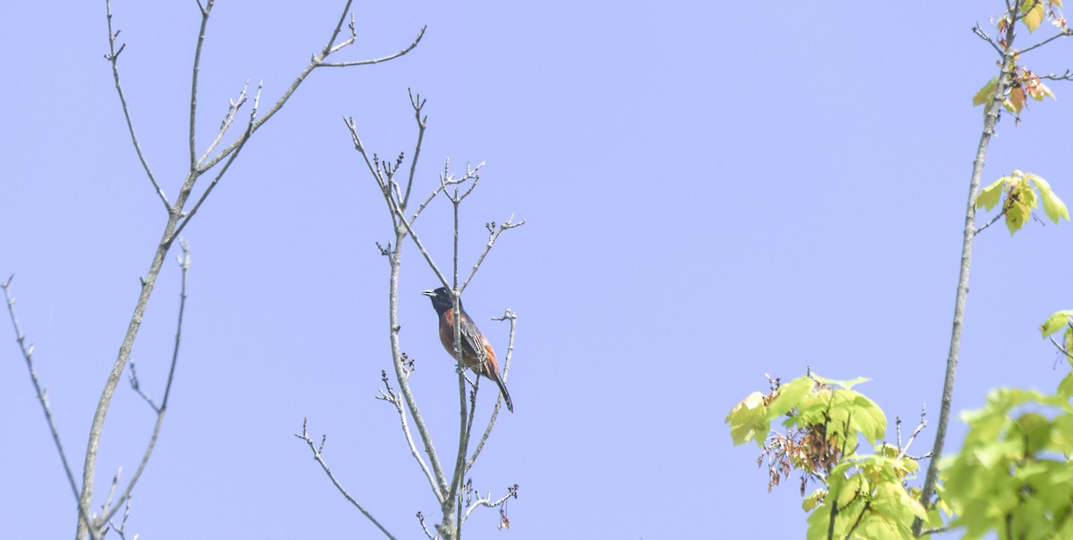 Orchard Oriole - Tom and Janet Kuehl