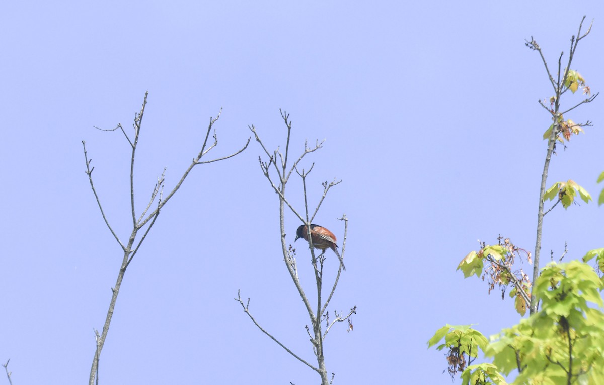 Orchard Oriole - Tom and Janet Kuehl