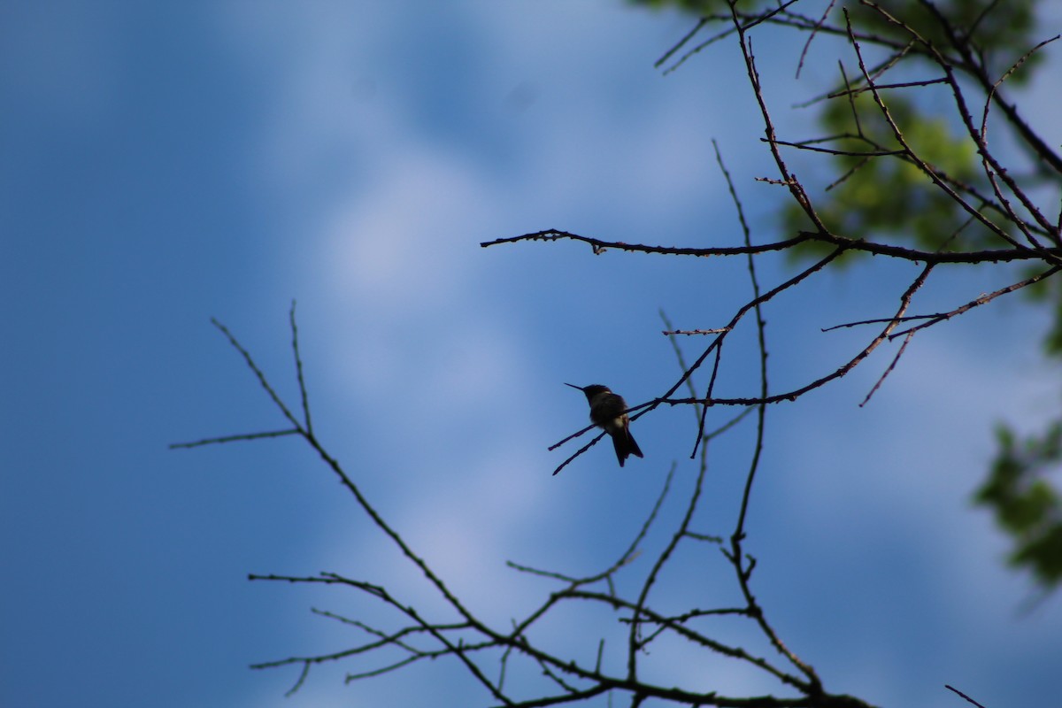 Ruby-throated Hummingbird - Daniel Edwards