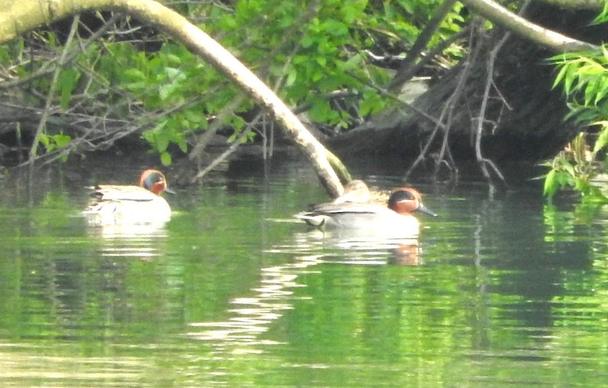 Green-winged Teal (Eurasian) - ML619303256