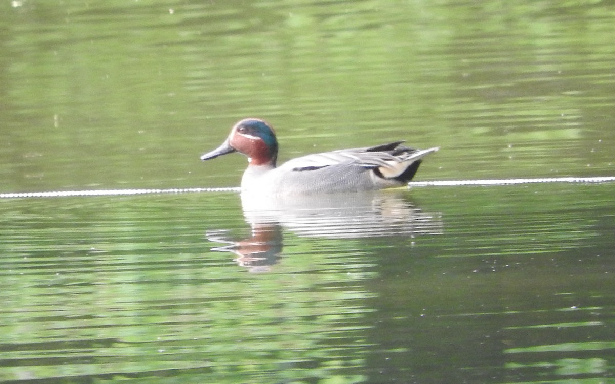 Green-winged Teal (Eurasian) - Richard Hayes