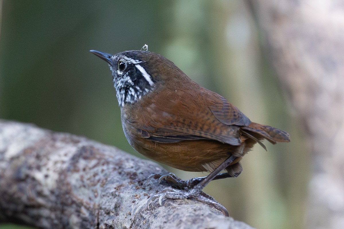 Hermit Wood-Wren - ML619303260