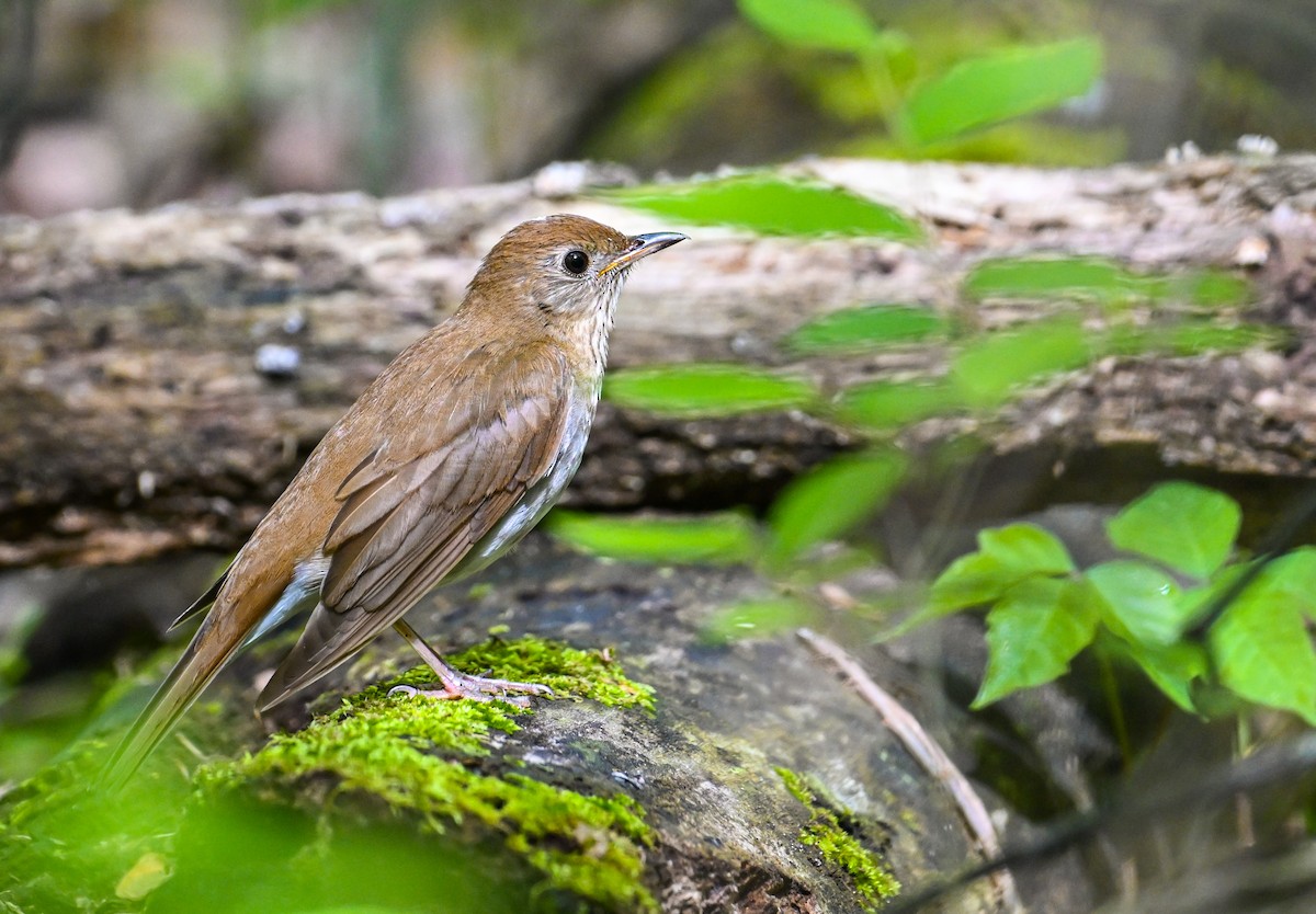 Veery - Patrick Maurice