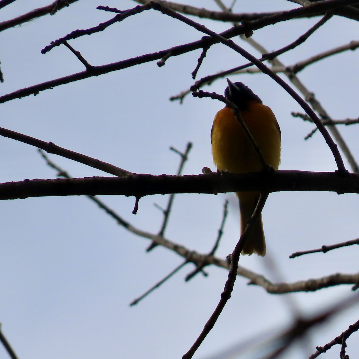 Baltimore Oriole - Jocelyn K