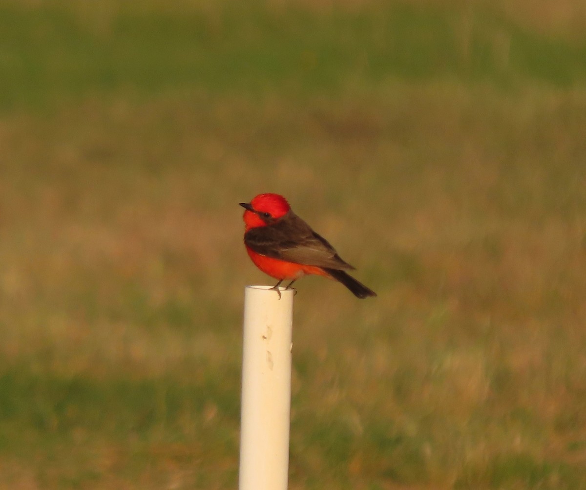 Vermilion Flycatcher - Ruth Gravance