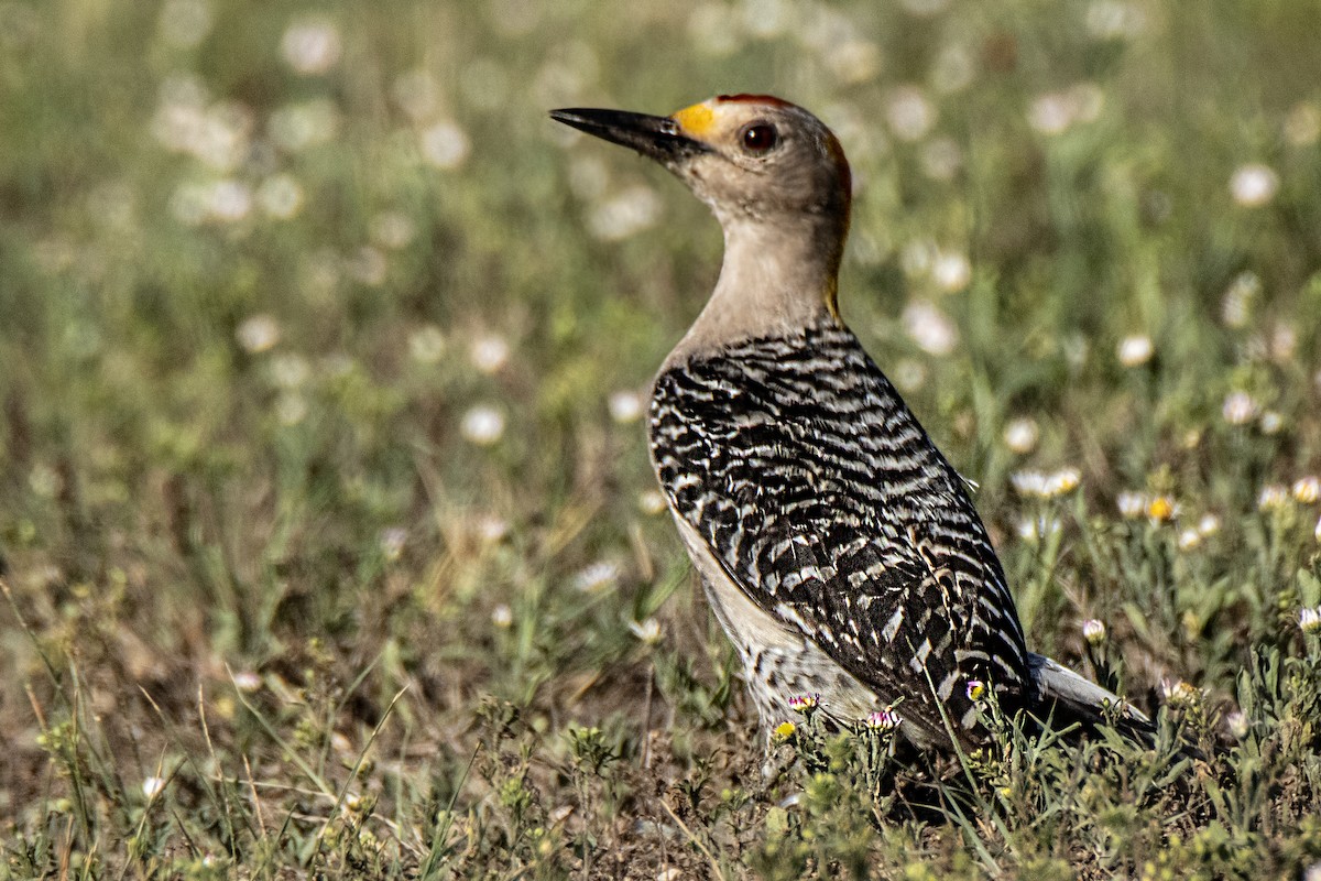 Golden-fronted Woodpecker - Dale Bargmann