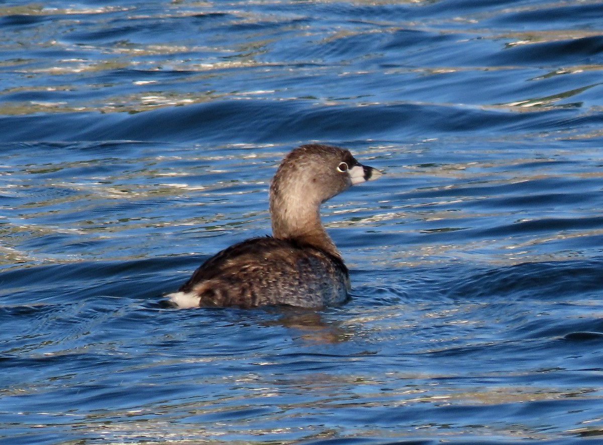 Pied-billed Grebe - Ruth Gravance