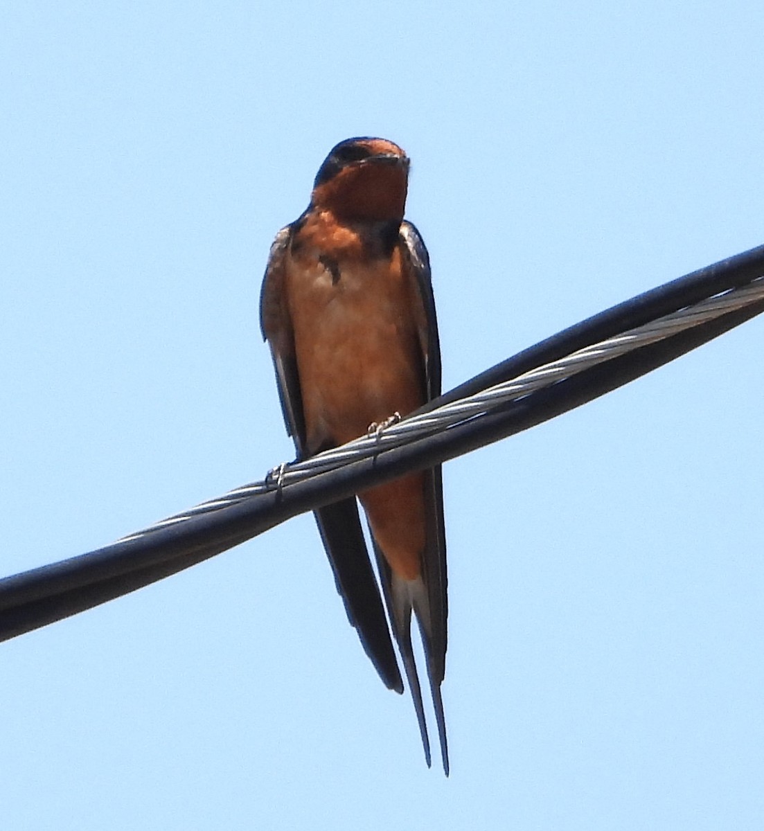 Barn Swallow - Guadalupe Esquivel Uribe