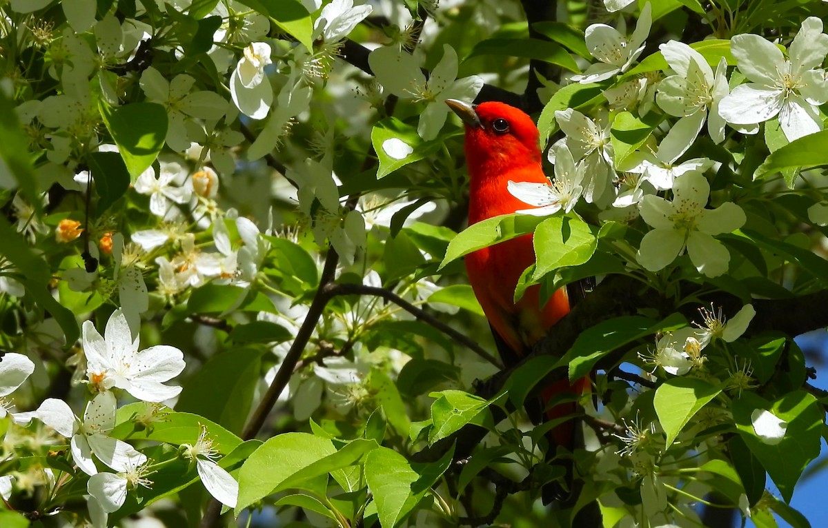 Scarlet Tanager - Anonymous