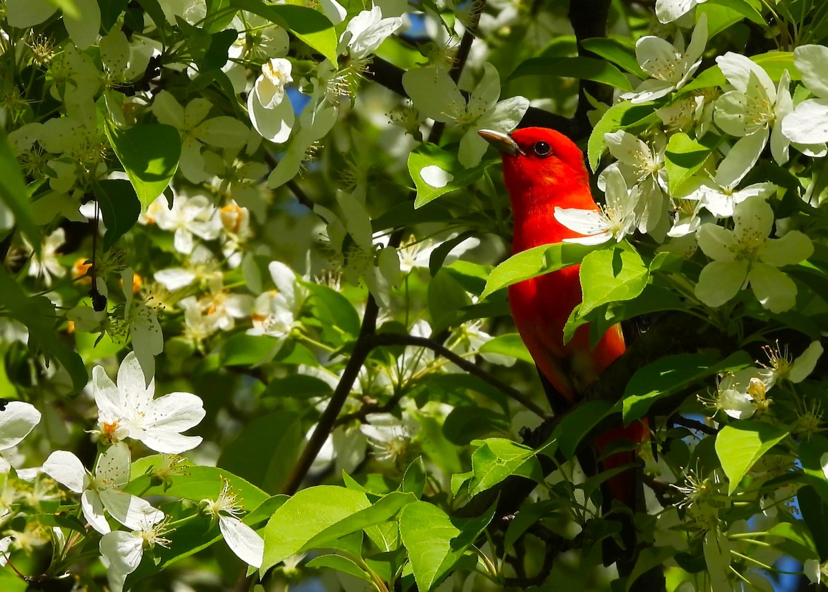 Scarlet Tanager - Anonymous