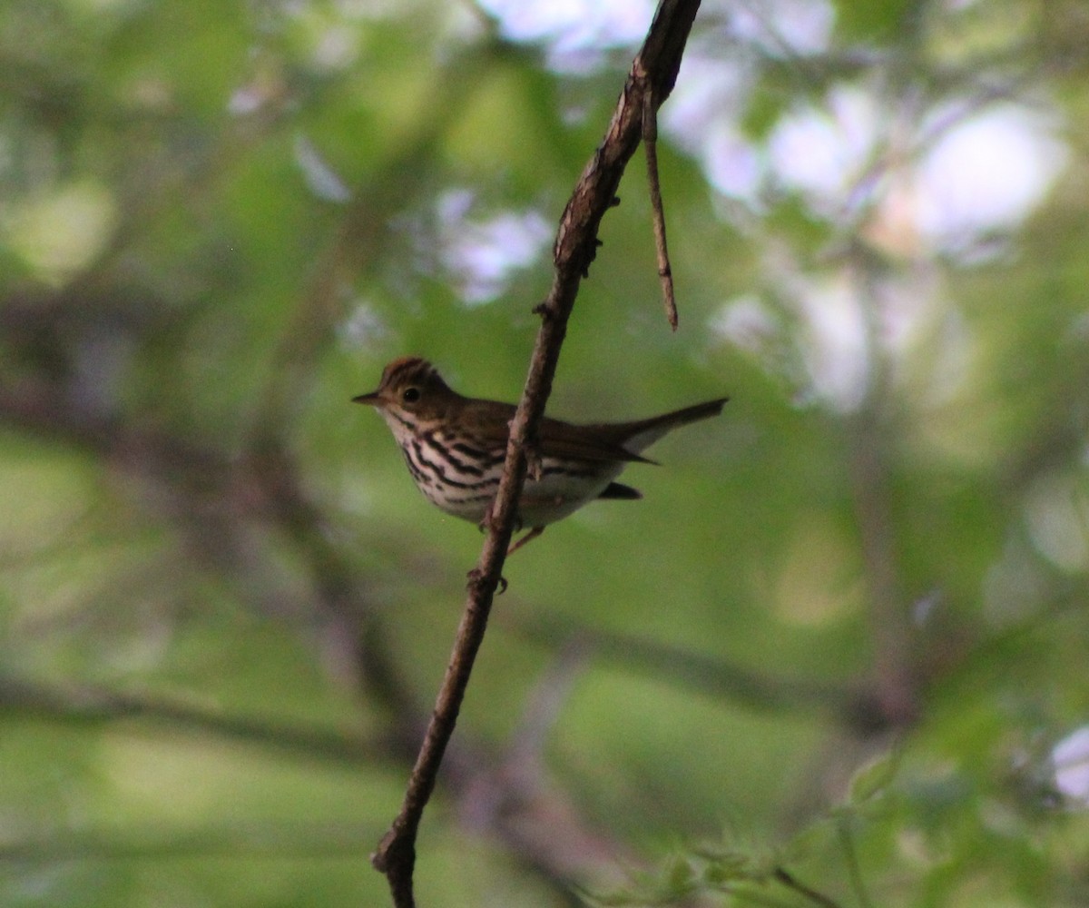 Ovenbird - Daniel Edwards