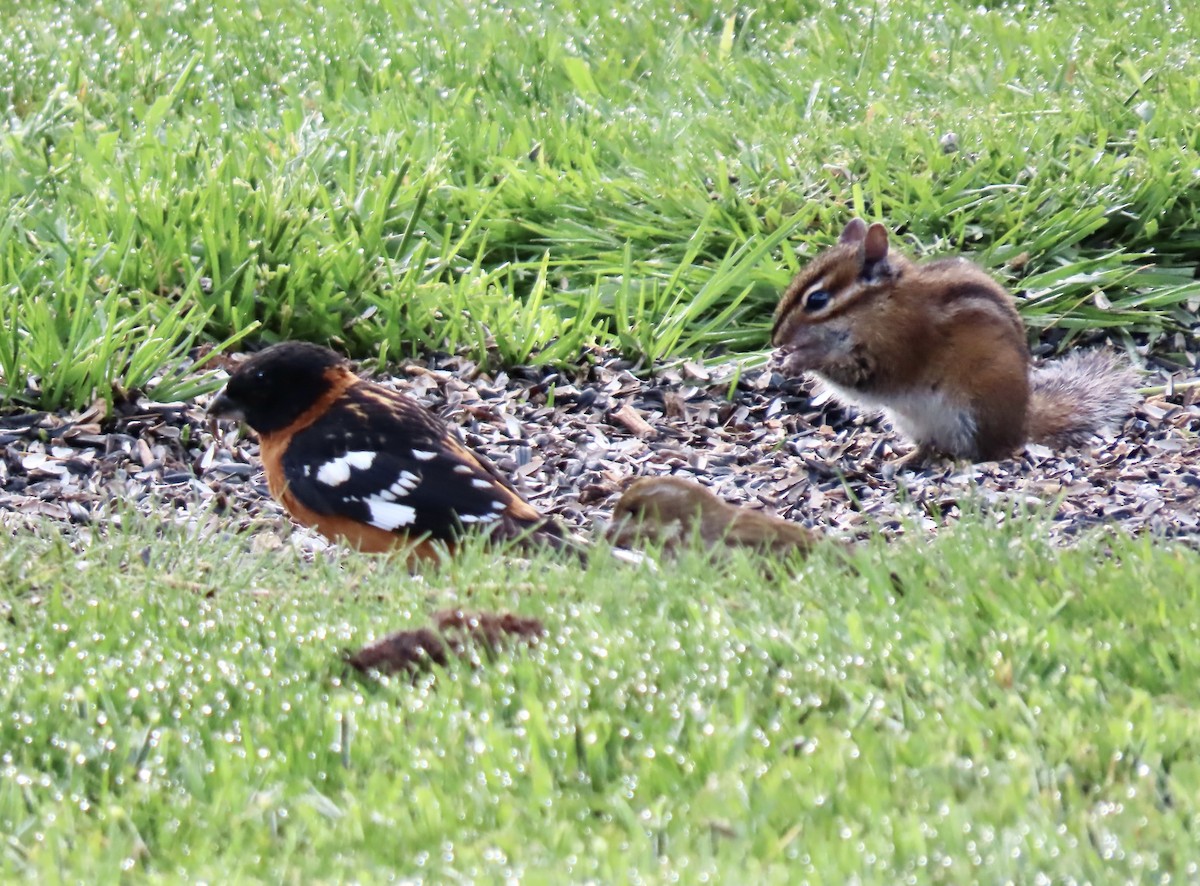 Black-headed Grosbeak - George Gerdts