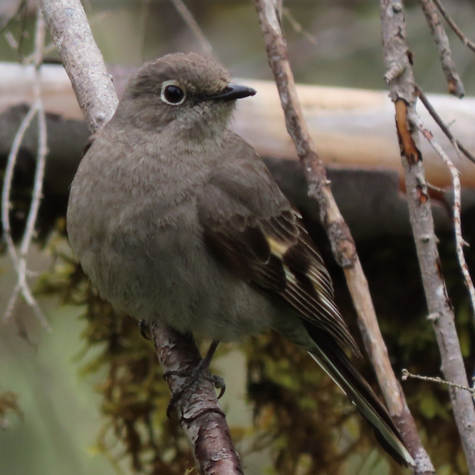 Townsend's Solitaire - Emily Larson