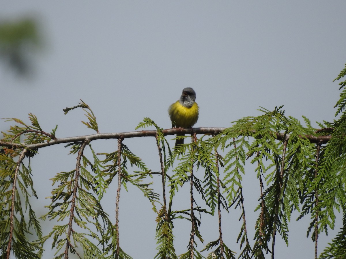 MacGillivray's Warbler - Peter Erickson