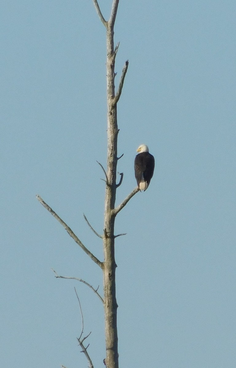 Bald Eagle - Laurie White